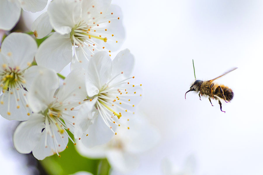 Contact Ingensys Artificial Intelligence